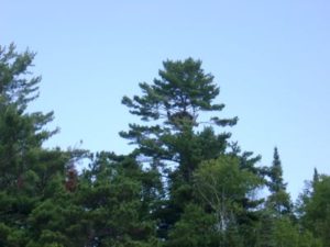 Eagle nest high in a pine tree on the island