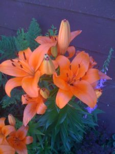 Orange lilies blooming at the resort