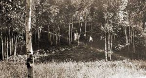 Historic stairs leading through birch trees to the lodge