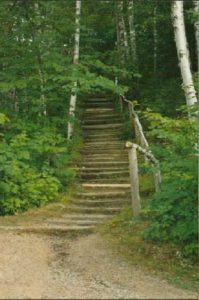 Wooden stairs climbing a wooded hillside