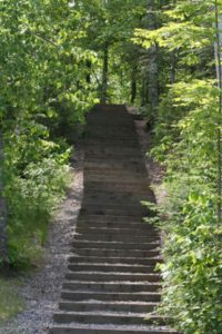 Wooden stairs winding through the forest