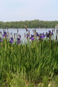 Purple irises along the lakeshore